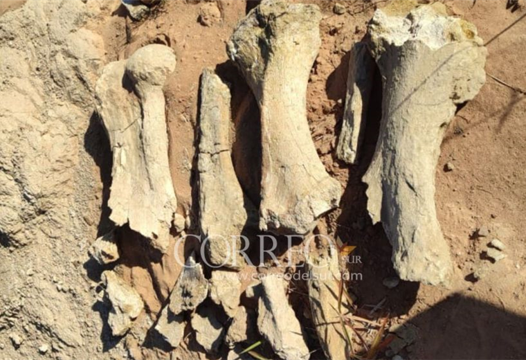 Restos del perezoso gigante encontrado/Foto: Correo del Sur 