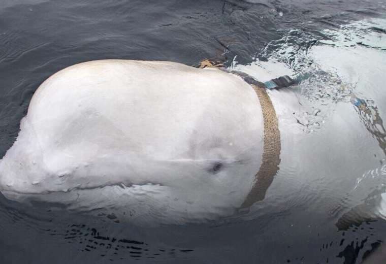 La ‘beluga espía rusa’ Hvaldimir fue avistada en la costa oeste de Suecia