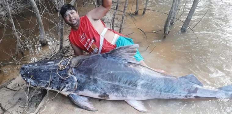 Pescadores brasileños capturan una piraíba de más de dos metros y 182 kilos en aguas bolivianas 
