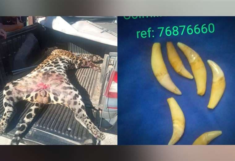 Matan a jaguar en río Yacuma y Pofoma encuentra colmillos en Riberalta