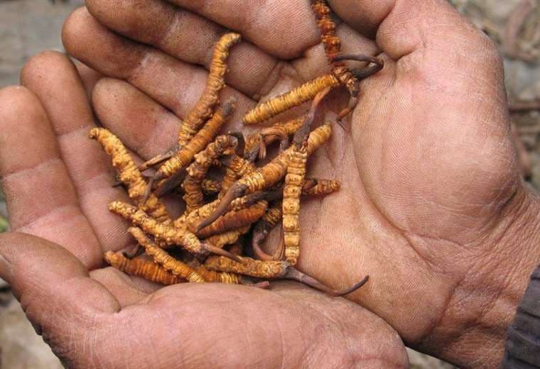 Desaparecen tres recolectores de un hongo conocido como "viagra del Himalaya" tras una avalancha 
