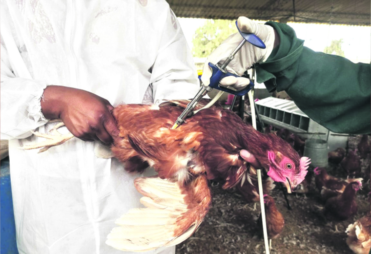 El sector avícola está castigado por la gripe aviar, los insumos caros y la escasez de dólares 