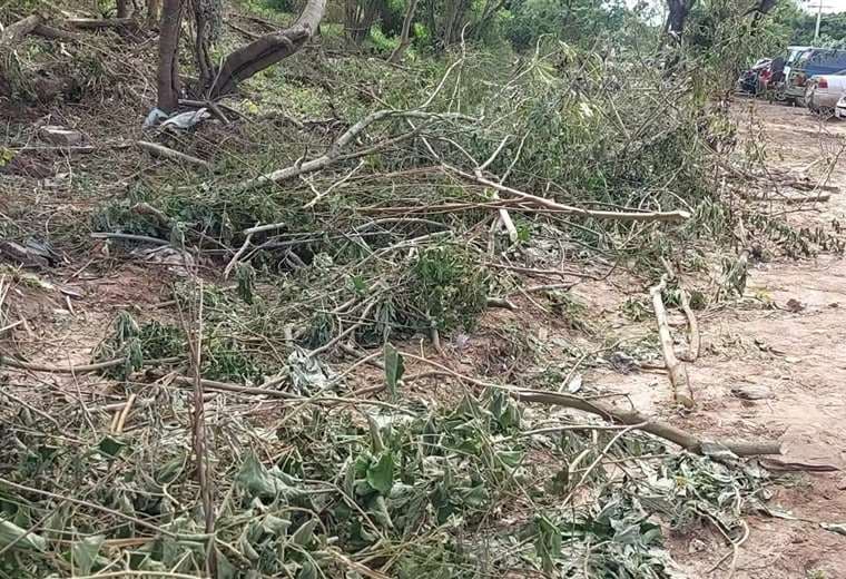 Vecinos denuncian tala de árboles cerca del Cordón Ecológico, pero Alcaldía dice que se recuperó la zona invadida por "malvivientes"  