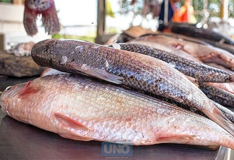  El sábalo es uno de los peces más demandando en Bolivia