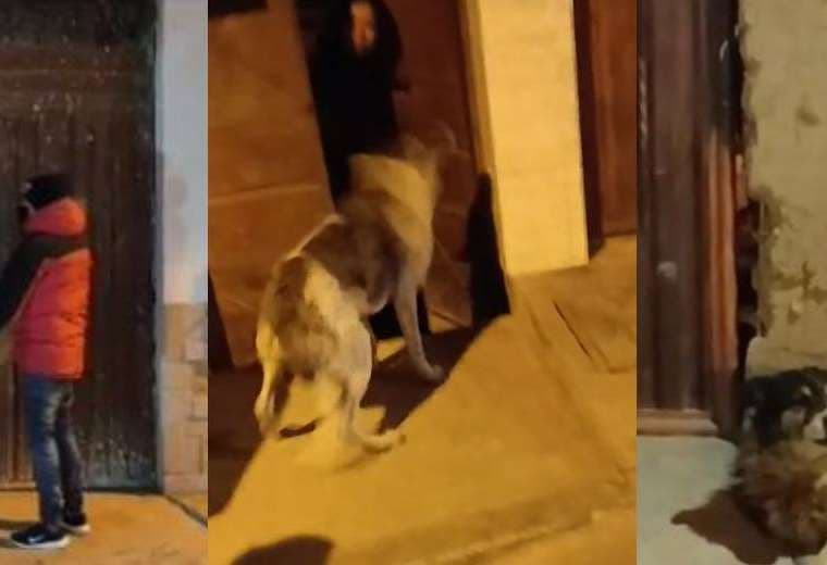 Animalistas recorren las calles potosinas para evitar que perros duerman las noches de frío fuera de sus casas 