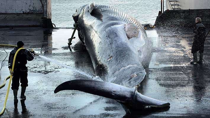 Oposición a caza de ballenas aumenta en Islandia antes de decisión gubernamental