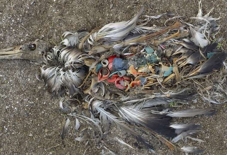 La impactante fotografía que cambió nuestra visión de la crisis del plástico