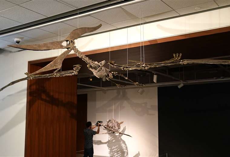 Dos esqueletos de dinosaurio se venderán en subasta en Nueva York
