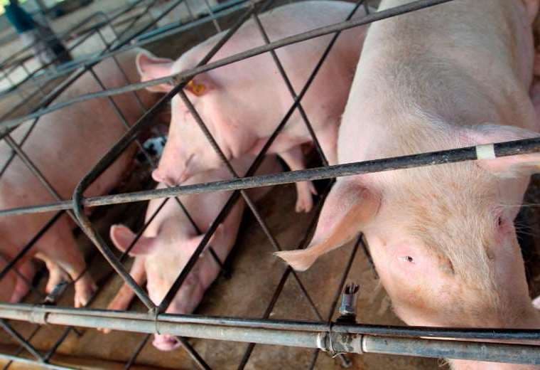 Porcinocultores de Cochabamba denuncian que norma de Senasag da vía libre al cierre de granjas