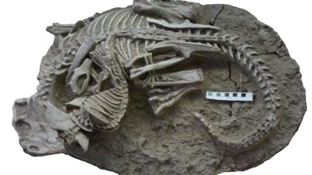 Dinosaurios eran presa de mamíferos, según indicios de la "Pompeya china"