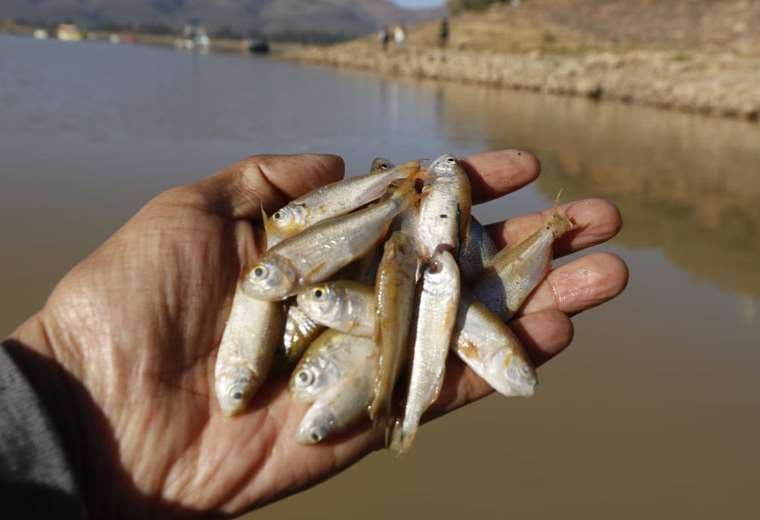 Investigan la mortandad de peces en La Angostura de Cochabamba 