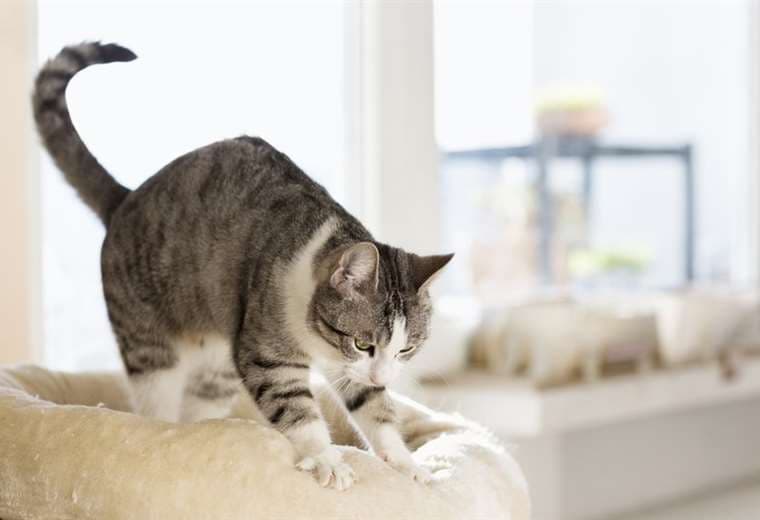 Por qué los gatos "amasan": el origen del curioso masaje que hacen sobre sus dueños o algunas superficies