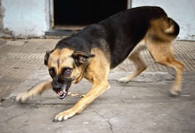 Rabia canina afecta al país. Foto de archivo: Min. Salud. 
