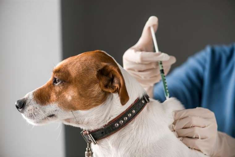 Las vacunas ayudan a prevenir la rabia, parvovirus y moquillo en los perros 