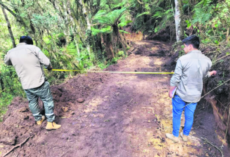 Samaipata: evidencian desmonte en el bosque de helechos gigantes y área de recarga hídrica