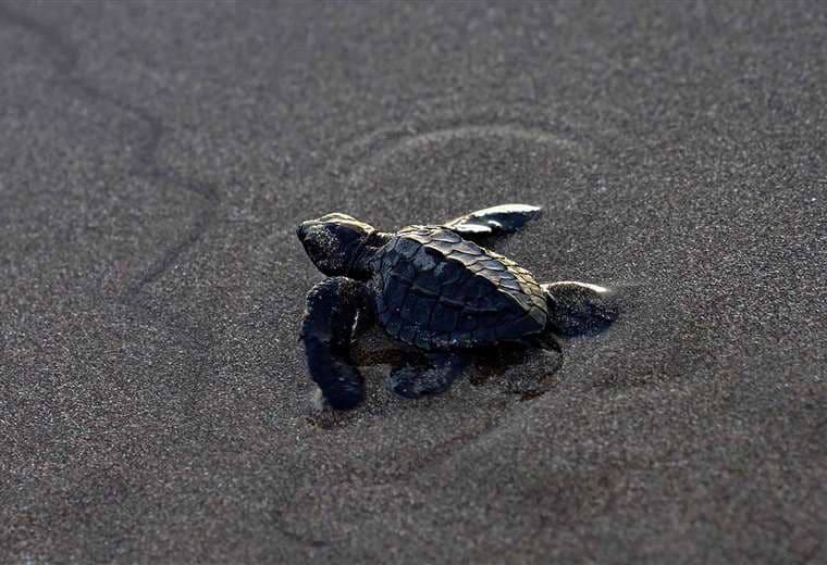 Liberan en playa de Nicaragua tortuguitas paslama, en riesgo de extinción