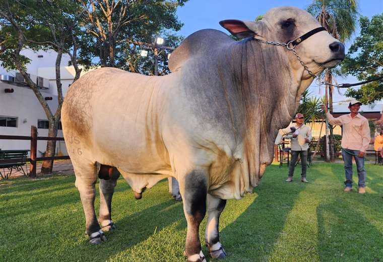  Poseidón FIV con 1.220 kilos es el toro más pesado de Expocruz 2023