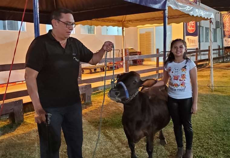 Nigua, la mini vaca que recibe a los visitantes de la Expocruz en el sector pecuario