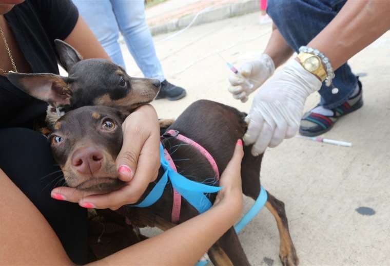 Más de 400 mil mascotas recibieron la vacuna contra la rabia este fin de semana en la capital cruceña