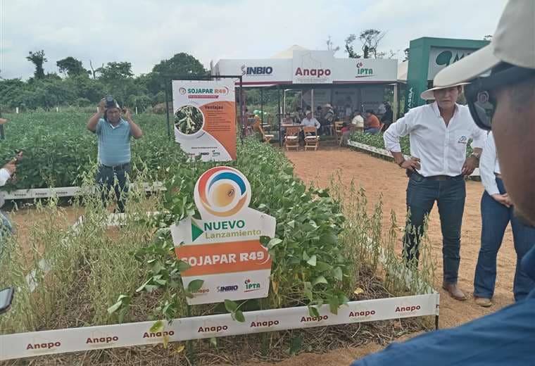 Exposoya 2024: lanzan variedad paraguaya de soya resistente a la roya
