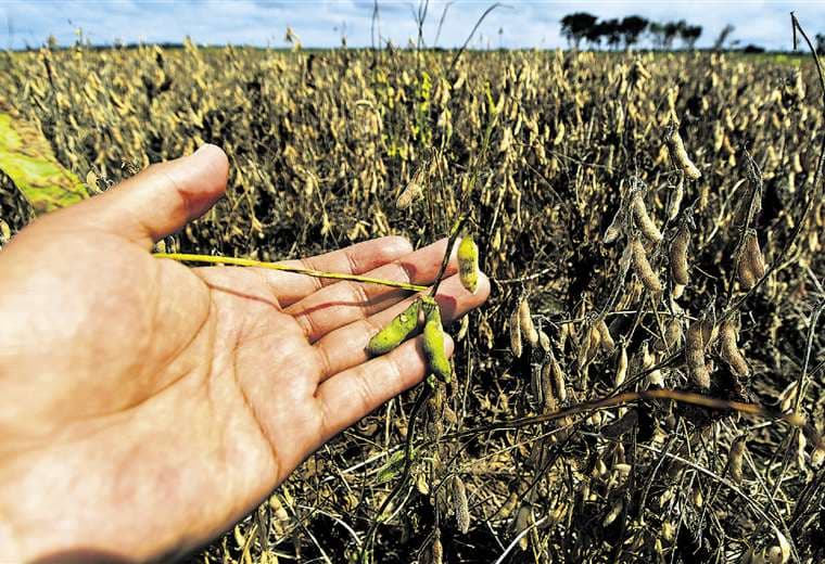 Este año la sequía ha mermado el rendimiento de la soya