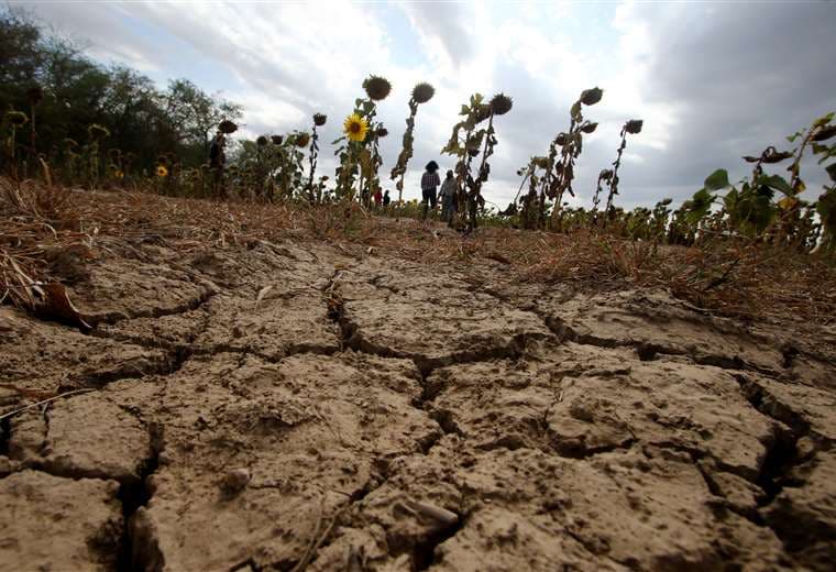 Según Anapo la sequía de 2024 es histórica/Foto: EL DEBER 